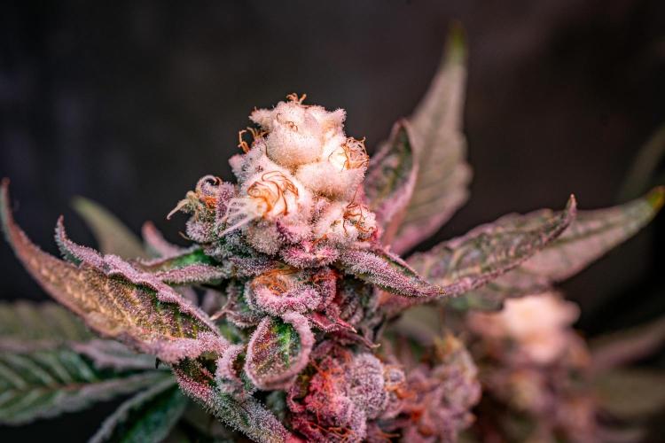 Orange Bud 2.0 // Dutch Passion. Week 13