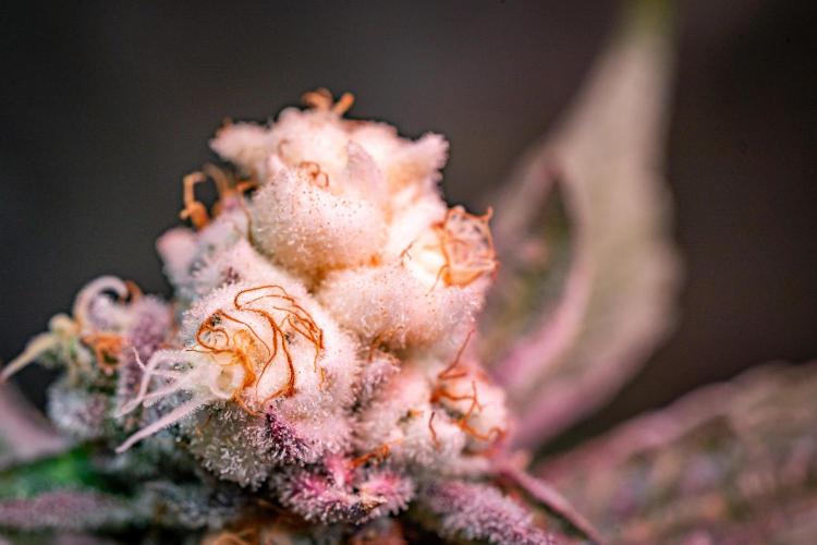 Orange Bud 2.0 // Dutch Passion. Week 13