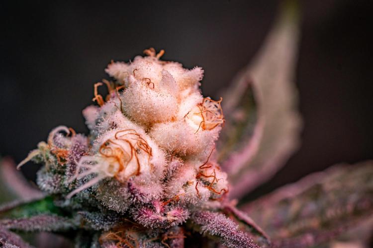 Orange Bud 2.0 // Dutch Passion. Week 13