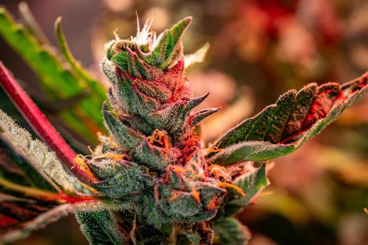 Ice Cream Haze // Dutch Passion. Week 13