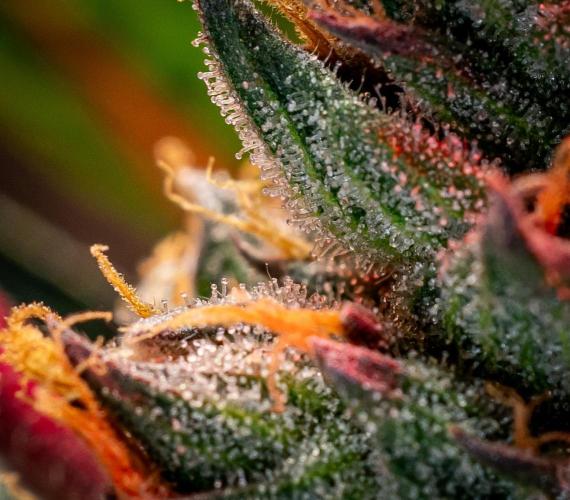 Ice Cream Haze // Dutch Passion. Week 13