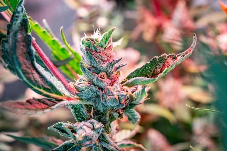 Ice Cream Haze // Dutch Passion. Week 13