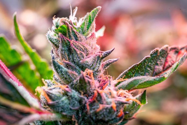 Ice Cream Haze // Dutch Passion. Week 13