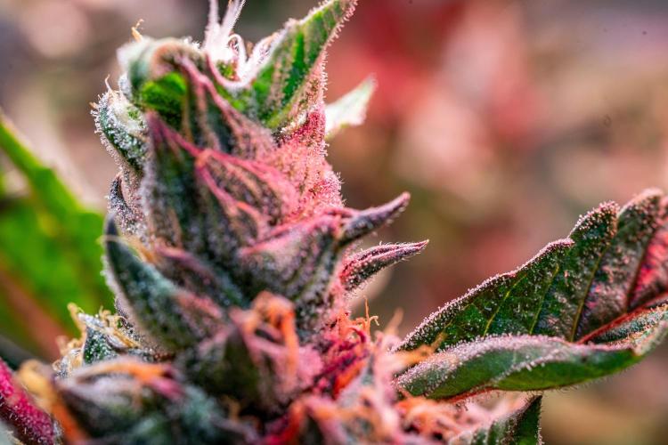 Ice Cream Haze // Dutch Passion. Week 13