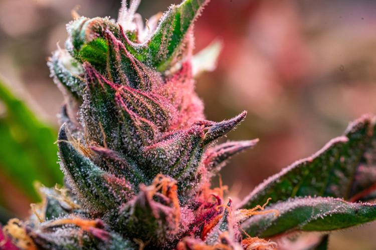 Ice Cream Haze // Dutch Passion. Week 13