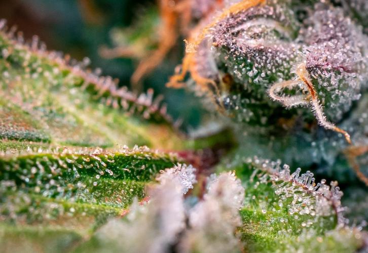 Ice Cream Haze // Dutch Passion. Week 13