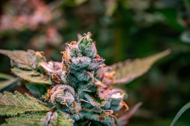 Ice Cream Haze // Dutch Passion. Week 13