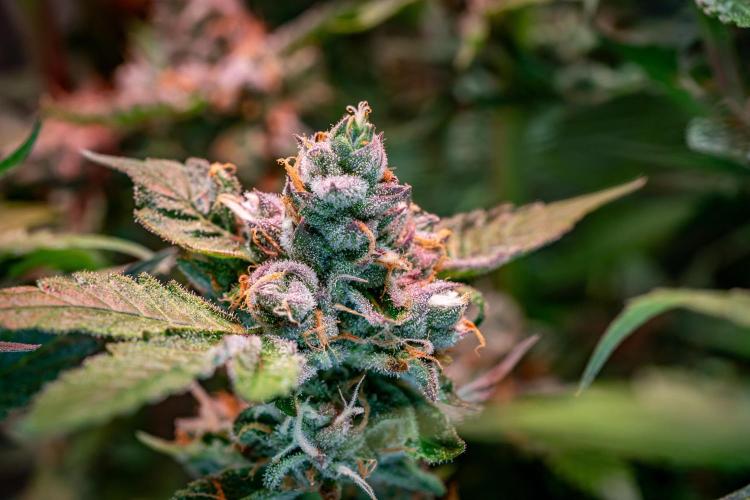 Ice Cream Haze // Dutch Passion. Week 13