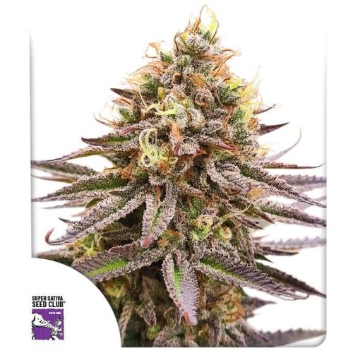 Gorilla Super Glue // SSSC. Week 0