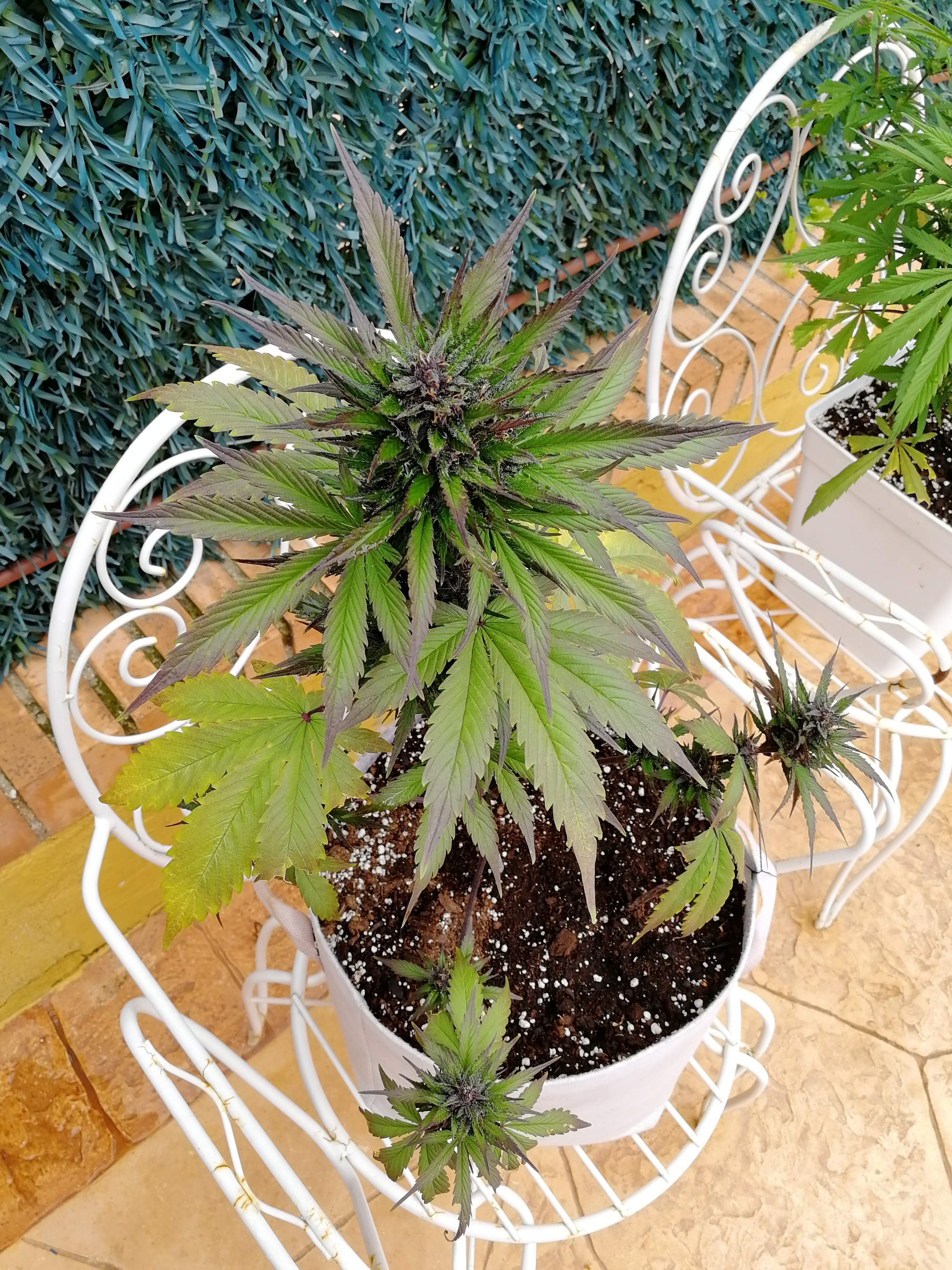 Sweet Seeds Black Cream Auto® grow diary (journal) week8 by Lupulo GrowDiaries