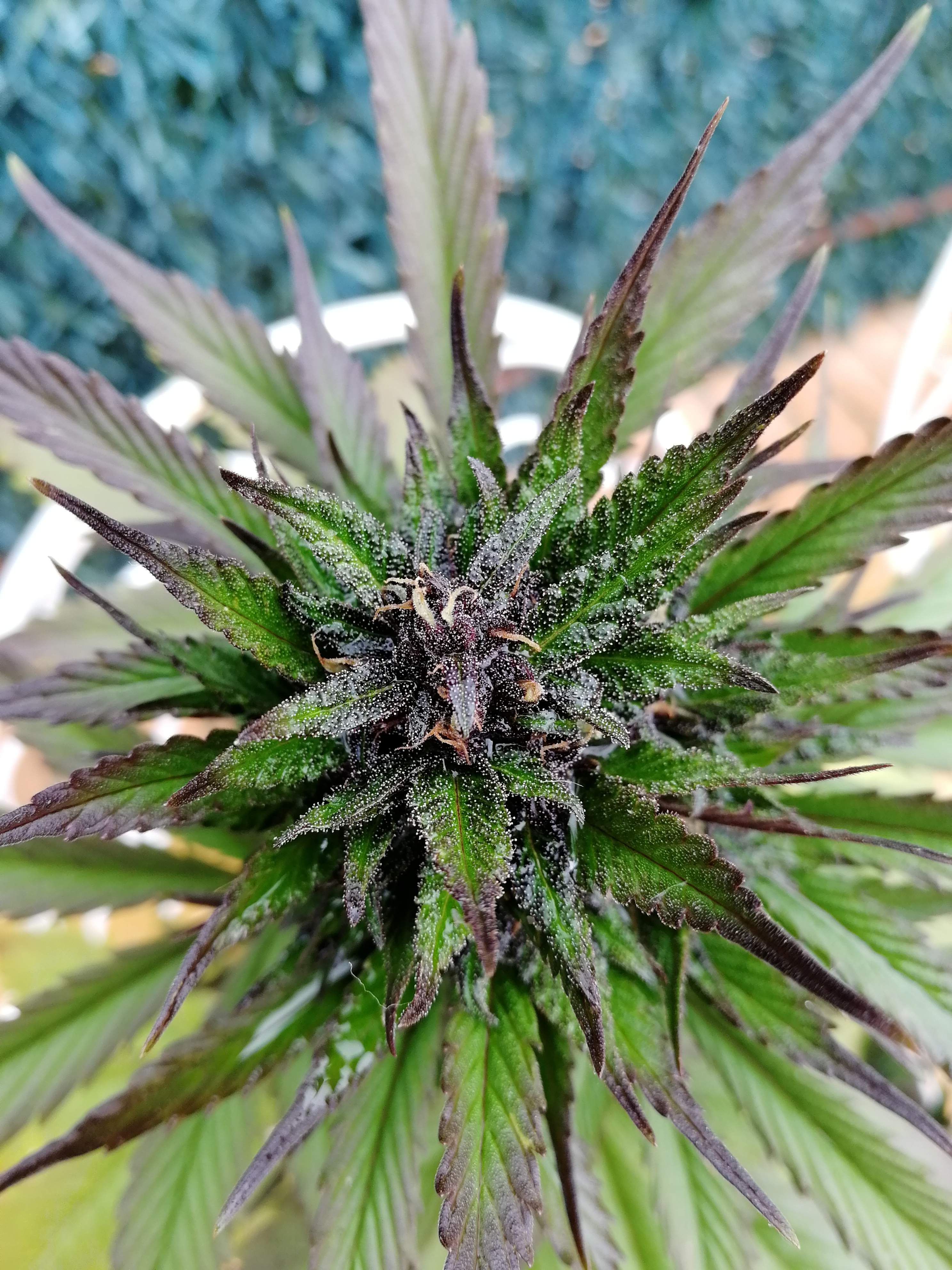 Sweet Seeds Black Cream Auto® grow diary (journal) week8 by Lupulo