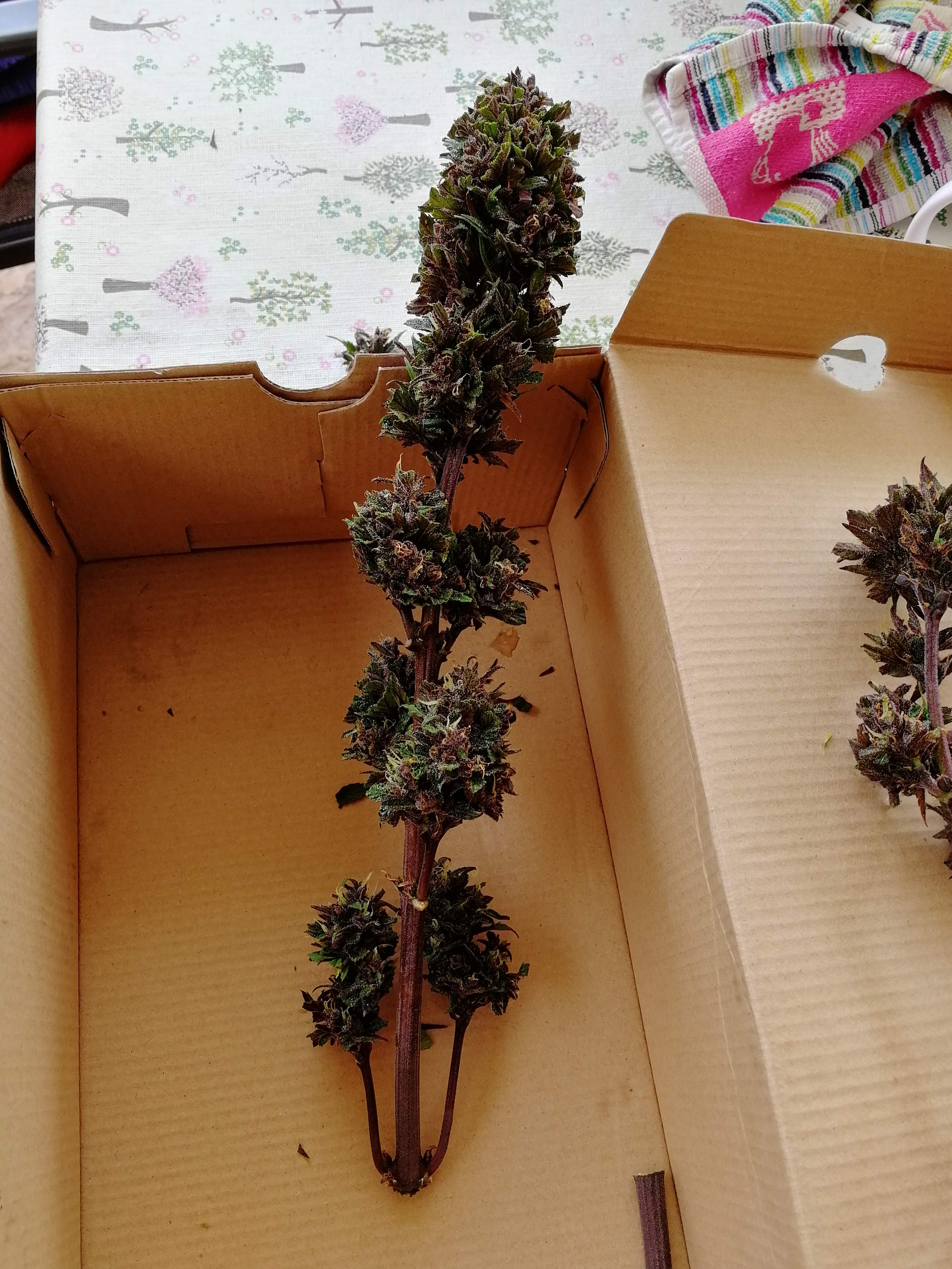 Sweet Seeds Black Cream Auto® grow diary (journal) harvest10 by Lupulo