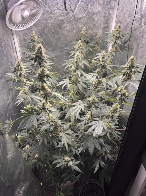 Cookiees. Week 8