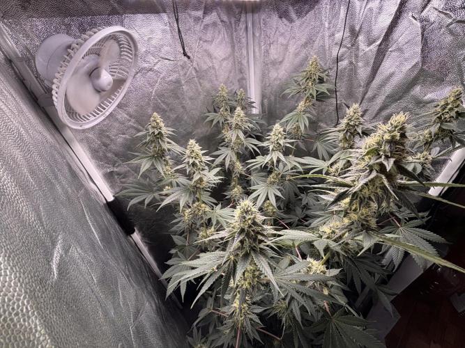Cookiees. Week 8