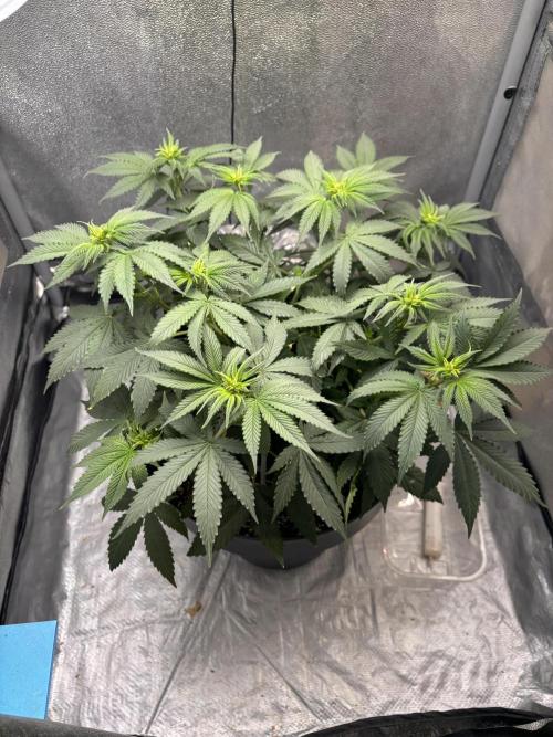 RS#11. Week 6