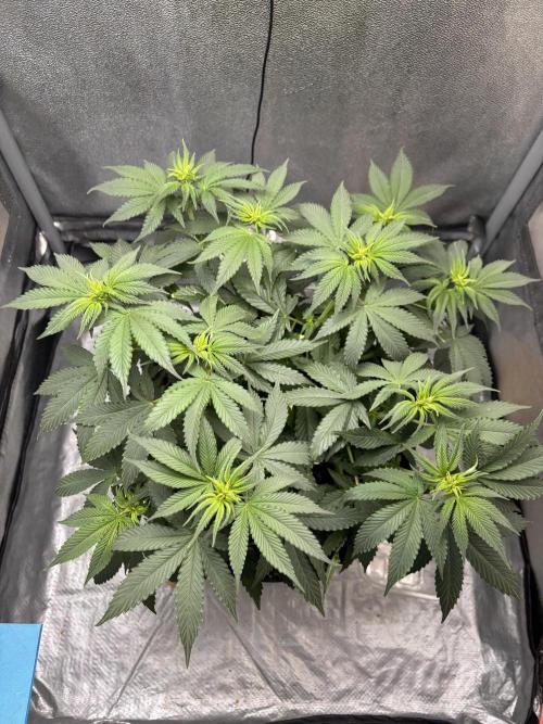 RS#11. Week 6