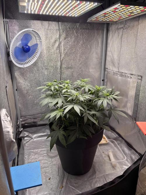 RS#11. Week 6