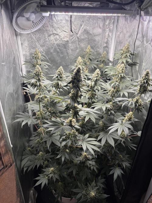 Cookiees. Week 9