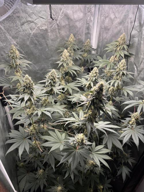 Cookiees. Week 9