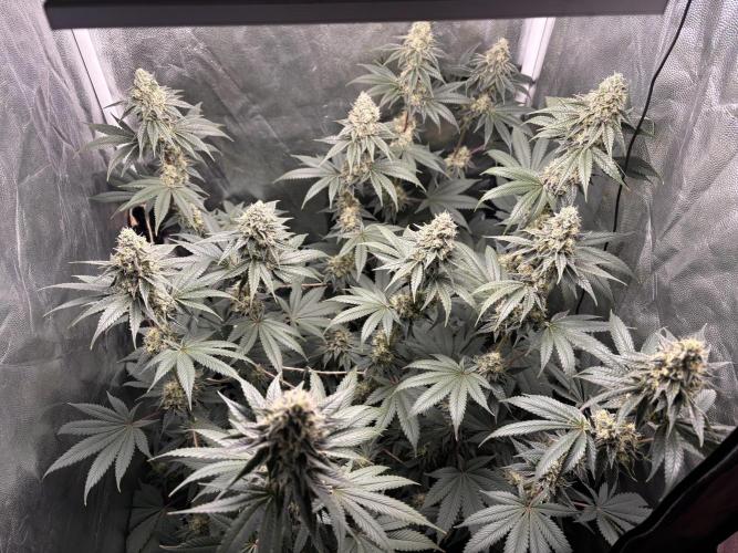 Cookiees. Week 9