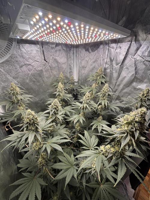 Cookiees. Week 9