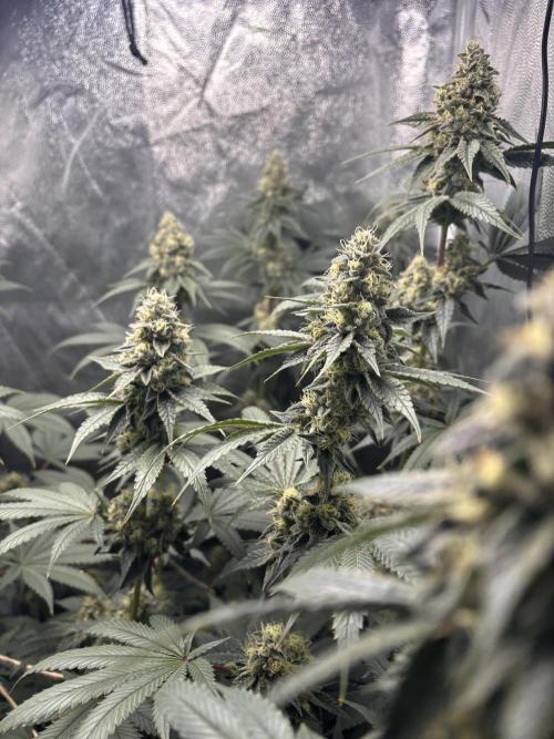 Cookiees. Week 9