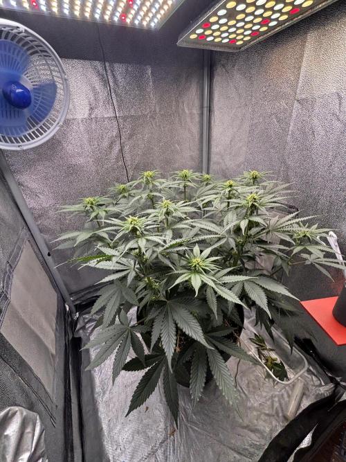 RS#11. Week 7