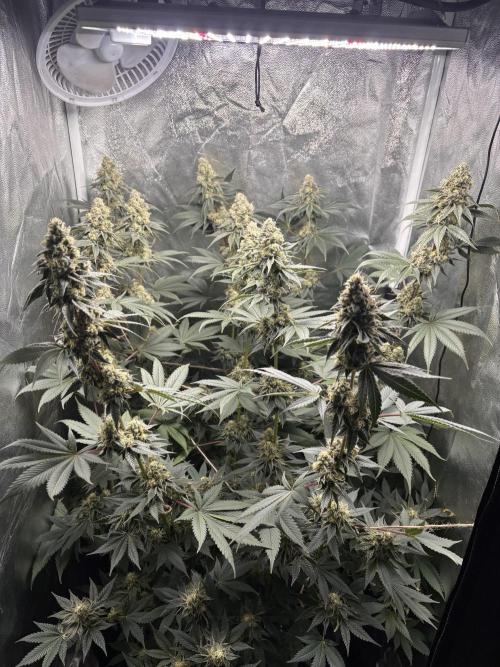 Cookiees. Week 10