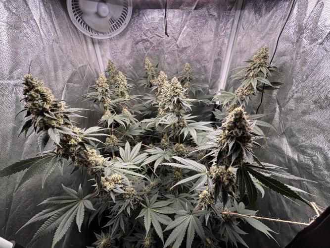 Cookiees. Week 10