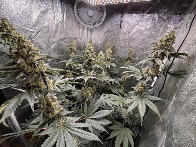 Cookiees. Week 10