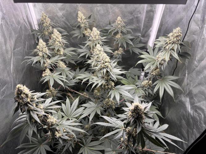 Cookiees. Week 10