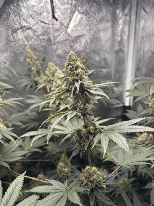 Cookiees. Week 10