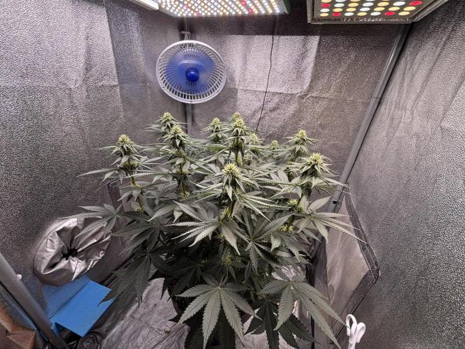 RS#11. Week 8
