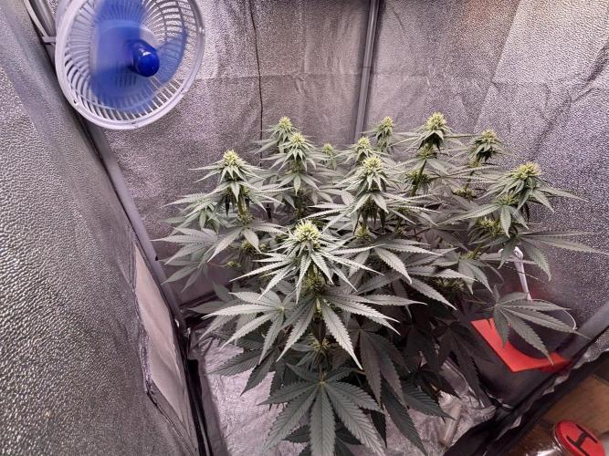 RS#11. Week 8