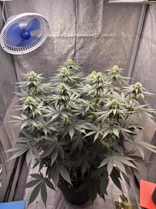 RS#11. Week 8