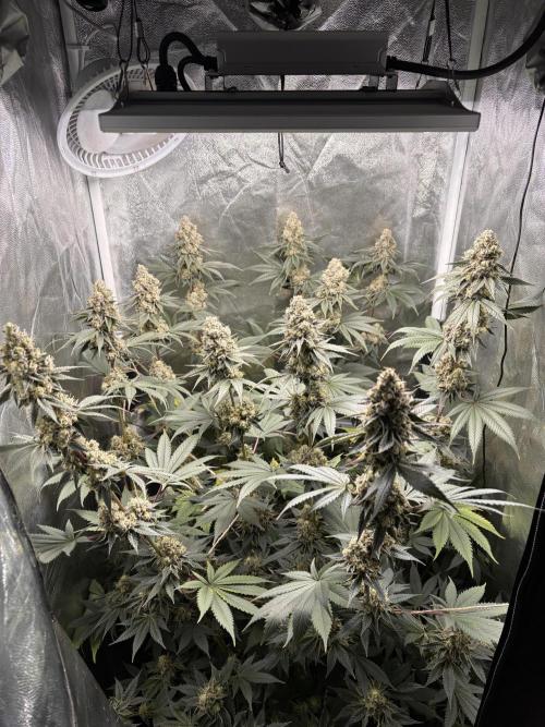 Cookiees. Week 11