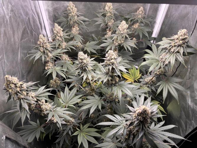 Cookiees. Week 11