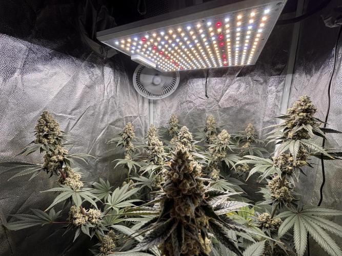 Cookiees. Week 11