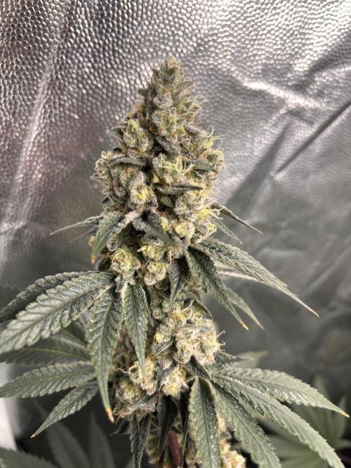 Cookiees. Week 11