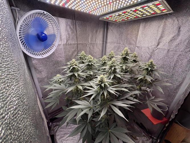 RS#11. Week 9