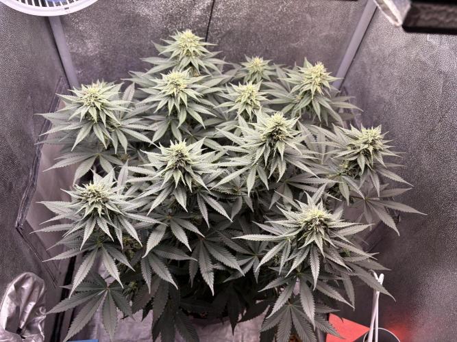 RS#11. Week 9