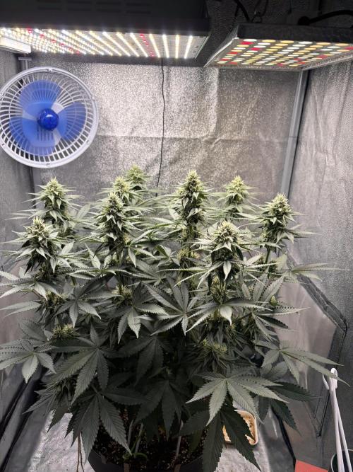 RS#11. Week 9