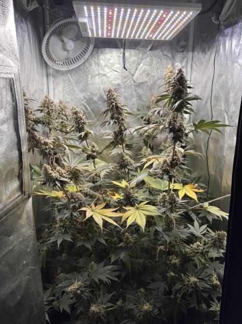 Cookiees. Week 12