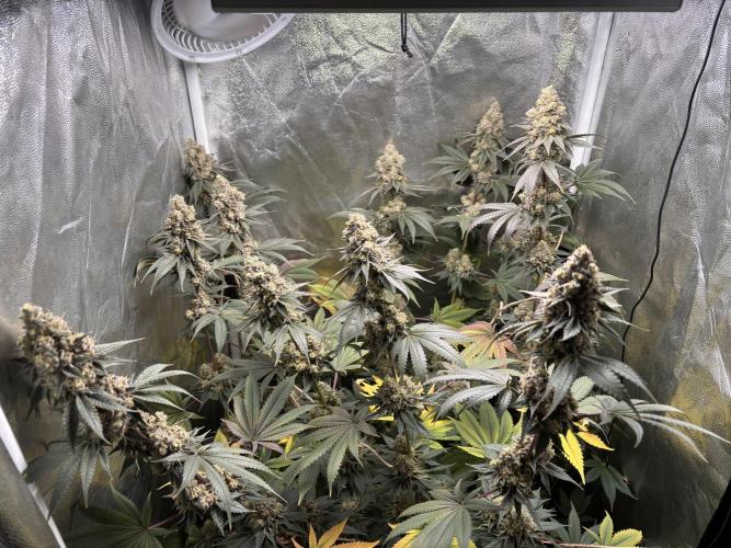 Cookiees. Week 12