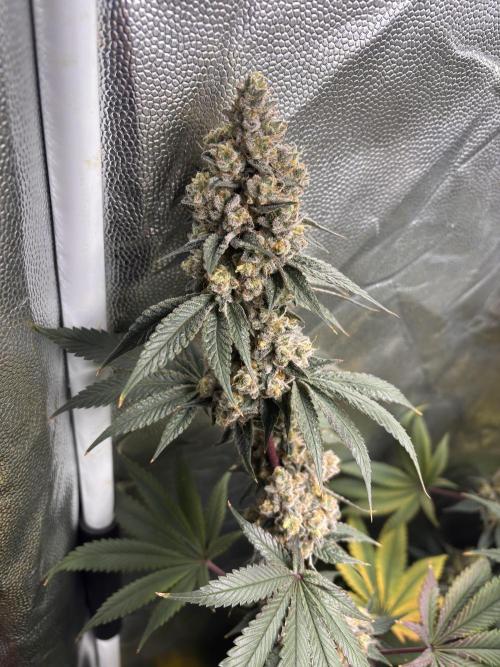 Cookiees. Week 12