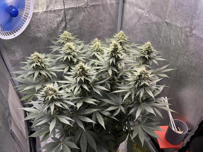RS#11. Week 10