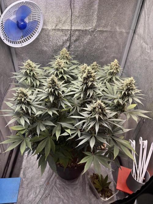 RS#11. Week 11
