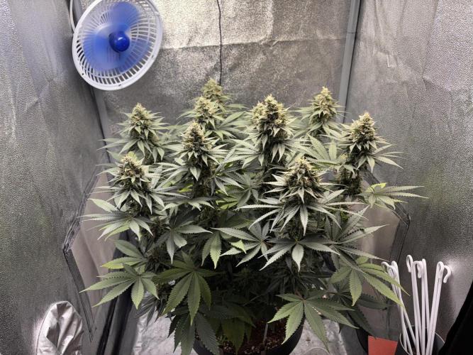RS#11. Week 11