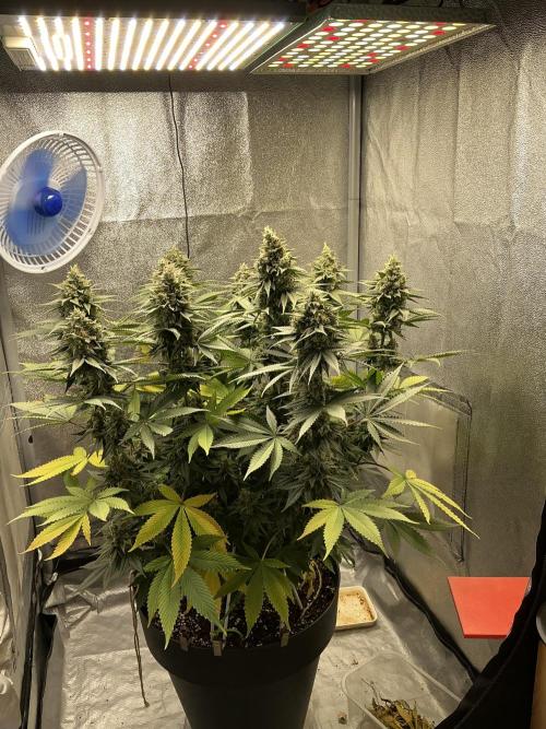 RS#11. Week 12