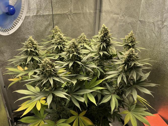 RS#11. Week 12